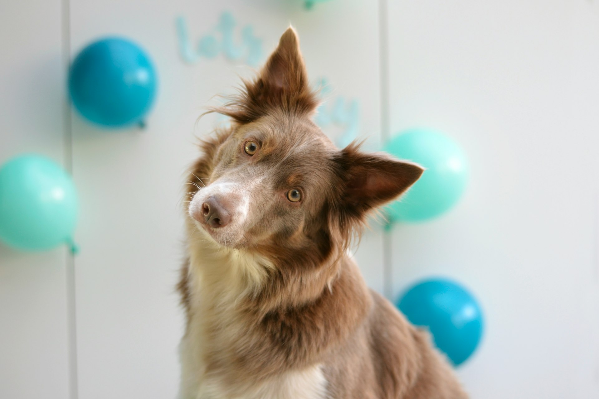 Hmm... brown and white border collie mix
